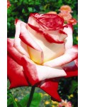 Роза чайно-Гибр. Императрица Фарах белая с красным кант. | Троянда чайно-гібр. Імператриця Фарах біла з червоним кант. | Hybrid tea rose Empress Farah white with red edging